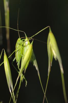 Grande Sauterelle verte, Sauterelle verte (des pré Tettigonia viridissima (Linnaeus, 1758)