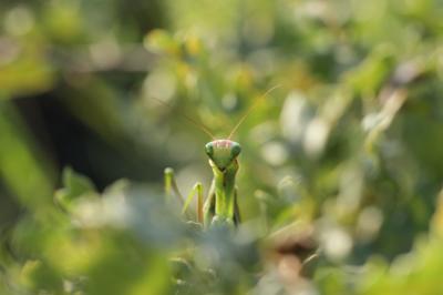 Mante religieuse Mantis religiosa (Linnaeus, 1758)
