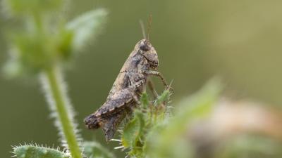 Criquet pansu Pezotettix giornae (Rossi, 1794)