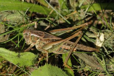 Decticelle grisâtre, Dectique gris Platycleis albopunctata (Goeze, 1778)