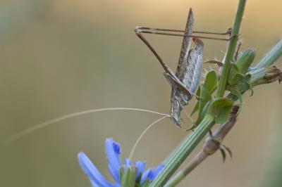Phanéroptère liliacé,  Phi.lnéroptère feuille-de-l Tylopsis lilifolia (Fabricius, 1793)