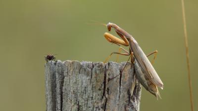 Mante religieuse Mantis religiosa (Linnaeus, 1758)