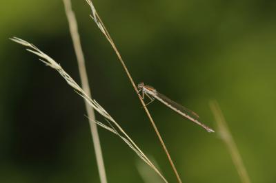 Leste brun Sympecma fusca (Vander Linden, 1820)