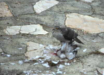Épervier d'Europe Accipiter nisus (Linnaeus, 1758)