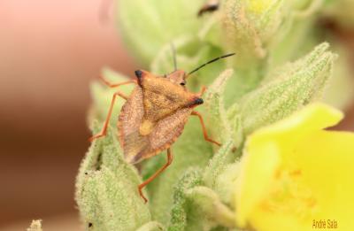  Carpocoris fuscispinus (Boheman, 1850)