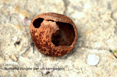 Campagnols Arvicola Lacepede, 1799