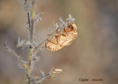  Cicada Linnaeus, 1758