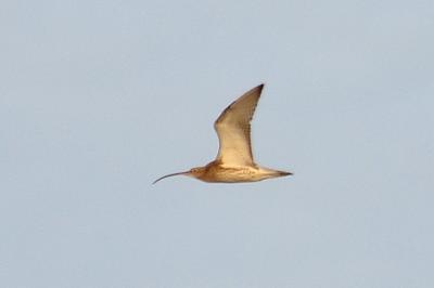 Courlis cendré Numenius arquata (Linnaeus, 1758)