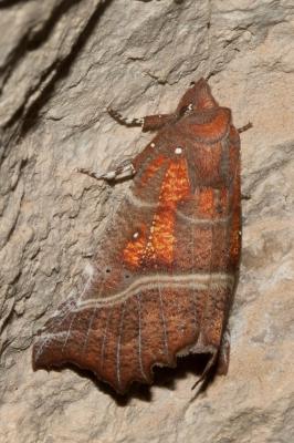 Découpure (La) Scoliopteryx libatrix (Linnaeus, 1758)
