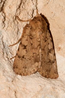 Noctuelle diffuse (La) Amphipyra effusa (Boisduval, 1828)