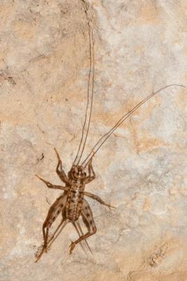 Grillon des bastides, Grillon de Dalmatie Gryllomorpha dalmatina (Ocskay, 1832)