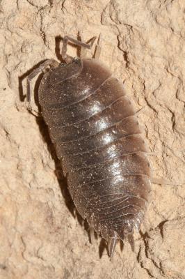 Cloporte lisse (Le) Porcellio laevis Latreille, 1804