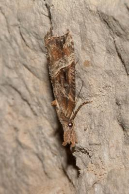 Hypène des ponts (L') Hypena obsitalis (Hübner, 1813)