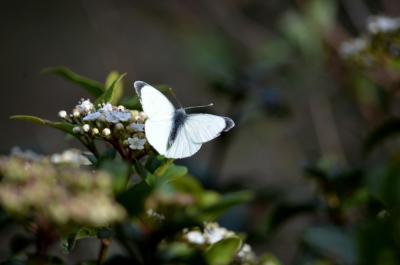 Piéride du Chou (La), Grande Piéride du Chou (La), Pieris brassicae (Linnaeus, 1758)