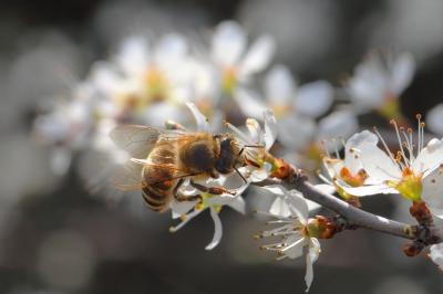 Abeille domestique, Abeille européenne, Abeille me Apis mellifera Linnaeus, 1758