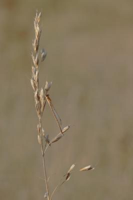 Leste brun Sympecma fusca (Vander Linden, 1820)