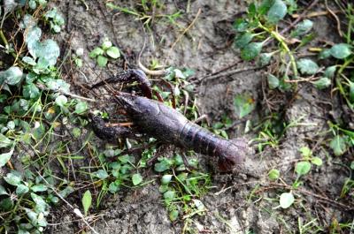 Écrevisse de Louisiane (L'), Écrevisse rouge de Lo Procambarus clarkii (Girard, 1852)