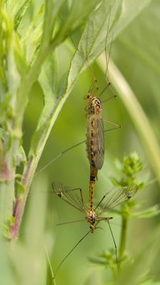  Nephrotoma guestfalica (Westhoff, 1879)