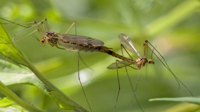  Nephrotoma guestfalica (Westhoff, 1879)