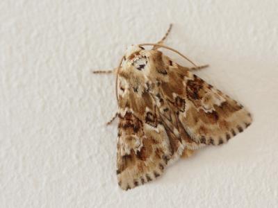 Noctuelle jaunâtre (La) Eremobia ochroleuca (Denis & Schiffermüller, 1775)