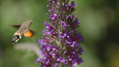 Moro-Sphinx (Le), Sphinx du Caille-Lait (Le) Macroglossum stellatarum (Linnaeus, 1758)