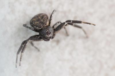  Xysticus lanio C.L. Koch, 1835