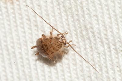  Ectobius pallidus (Olivier, 1789)