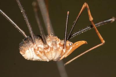  Phalangium opilio Linnaeus, 1758
