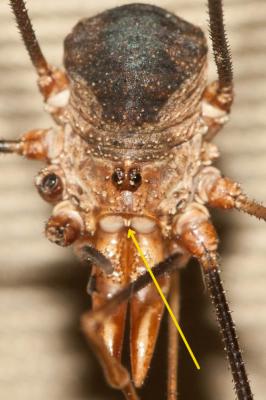  Phalangium opilio Linnaeus, 1758