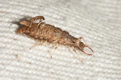  Chrysopidae Schneider, 1851