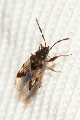  Scolopostethus 