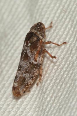  Aphrophora corticea (Germar, 1821)