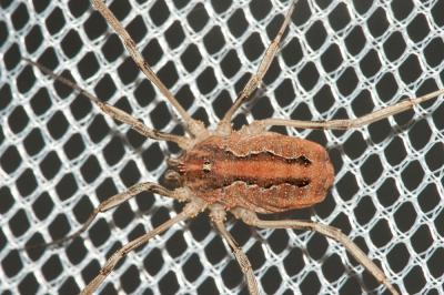  Odiellus spinosus (Bosc, 1792)