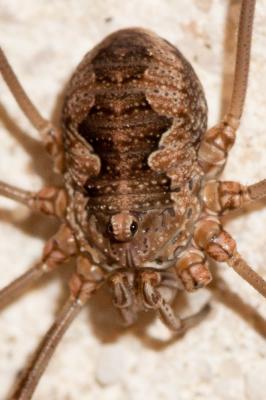  Mitopus morio (Fabricius, 1779)