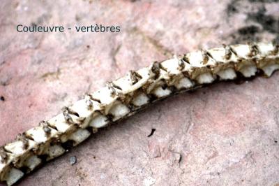 Colubridés Colubridae Oppel, 1811