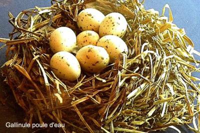Poule-d'eau, Gallinule poule-d'eau Gallinula chloropus (Linnaeus, 1758)