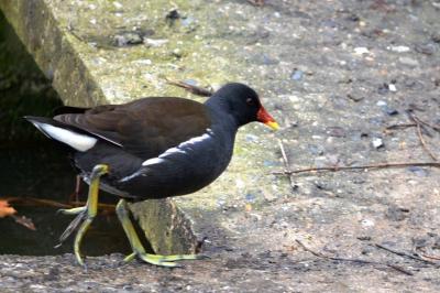 Poule-d'eau, Gallinule poule-d'eau Gallinula chloropus (Linnaeus, 1758)