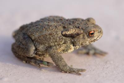 Crapaud commun (Le) Bufo bufo (Linnaeus, 1758)
