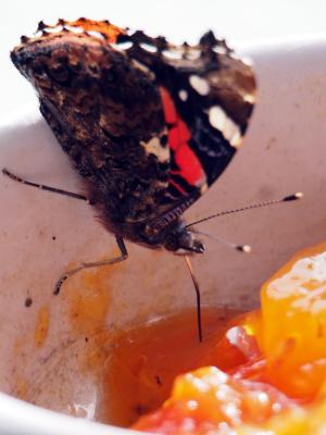 Vulcain (Le), Amiral (L'), Vanesse Vulcain (La), C Vanessa atalanta (Linnaeus, 1758)