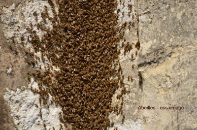 Abeille domestique, Abeille européenne, Abeille me Apis mellifera Linnaeus, 1758