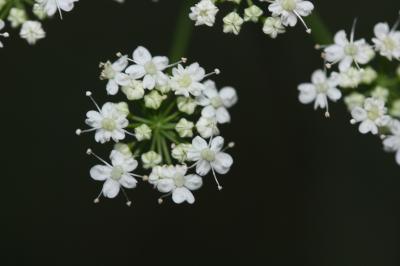 Petit boucage, Persil de Bouc Pimpinella saxifraga L., 1753