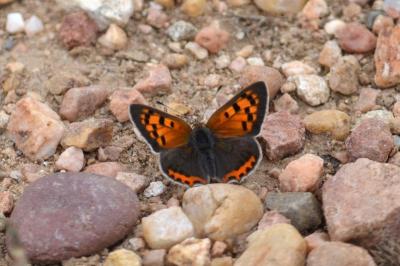 Cuivré commun (Le), Argus bronzé (L'), Bronzé (Le) Lycaena phlaeas (Linnaeus, 1760)