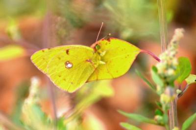Souci (Le) Colias crocea (Geoffroy in Fourcroy, 1785)