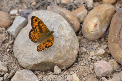 Mégère (La), Satyre (Le) Lasiommata megera (Linnaeus, 1767)