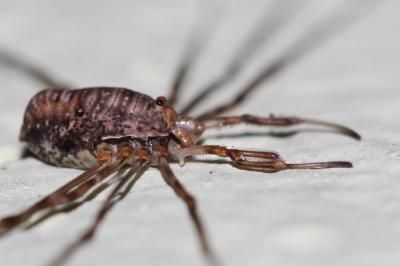  Dicranopalpus ramosus (Simon, 1909)