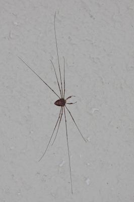  Dicranopalpus ramosus (Simon, 1909)