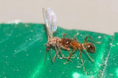  Pheidole pallidula (Nylander, 1849)
