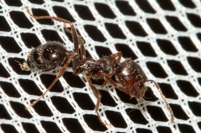  Aphaenogaster subterranea (Latreille, 1798)