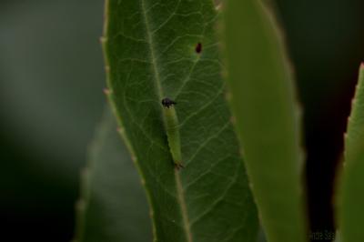 Nymphale de l'Arbousier (La), Jason (Le), Pacha à  Charaxes jasius (Linnaeus, 1767)