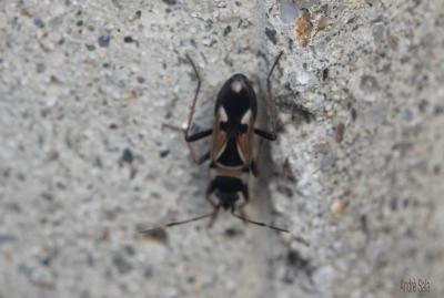  Raglius confusus (Reuter, 1886)